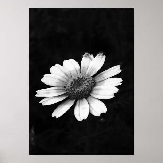 Crown Daisy Poster (Vorne)