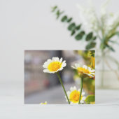 Crown Daisy Postkarte (Stehend Vorderseite)