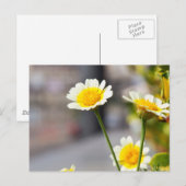 Crown Daisy Postkarte (Vorne/Hinten)