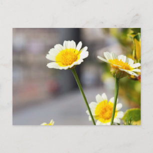 Crown Daisy Postkarte