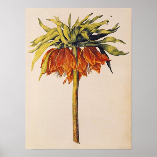 Crown Fritillary von "La Guirlande de de Julie" Poster (Vorne)