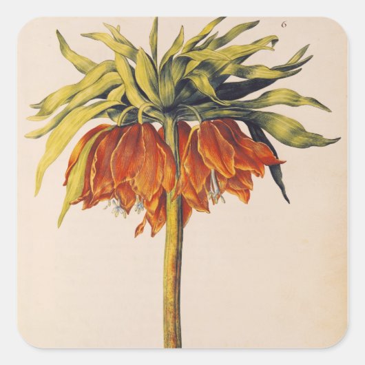 Crown Fritillary von "La Guirlande de de Julie" Quadratischer Aufkleber (Vorderseite)