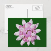 Crown Vetch #1 Postkarte (Vorne/Hinten)