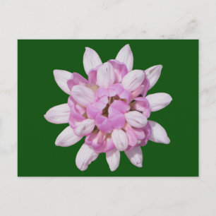 Crown Vetch #1 Postkarte