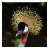 Crowned Crane Bird Perfect Poster (Vorderseite)