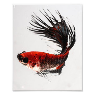 Crowntail Betta Fische Fotodruck