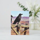 Crows Ravens Birds Black Postkarte (Stehend Vorderseite)