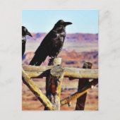 Crows Ravens Birds Black Postkarte (Vorderseite)