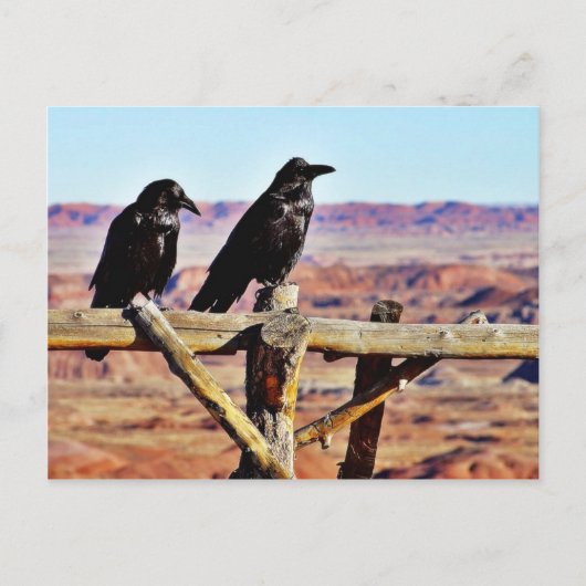 Crows Ravens Birds Black Postkarte (Vorderseite)