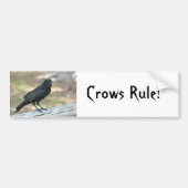 Crows Rule Autoaufkleber (Vorne)