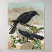 Crows Vintag Bird Illustration Poster (Vorne)