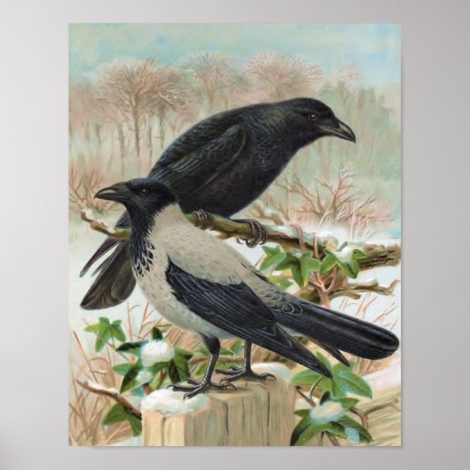 Crows Vintag Bird Illustration Poster (Vorne)