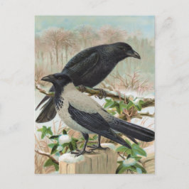 Crows Vintag Bird Illustration Postkarte