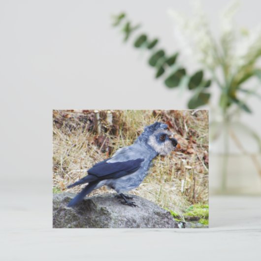 Crowschnauzer Postkarte (Stehend Vorderseite)