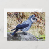 Crowschnauzer Postkarte (Vorne/Hinten)