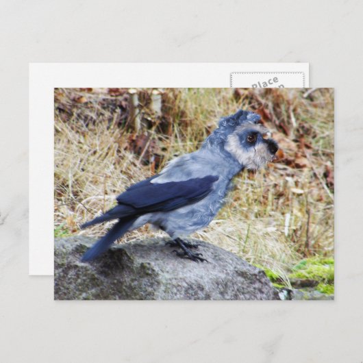 Crowschnauzer Postkarte (Vorne/Hinten)