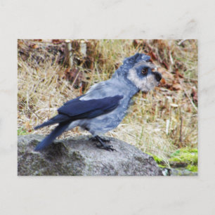 Crowschnauzer Postkarte