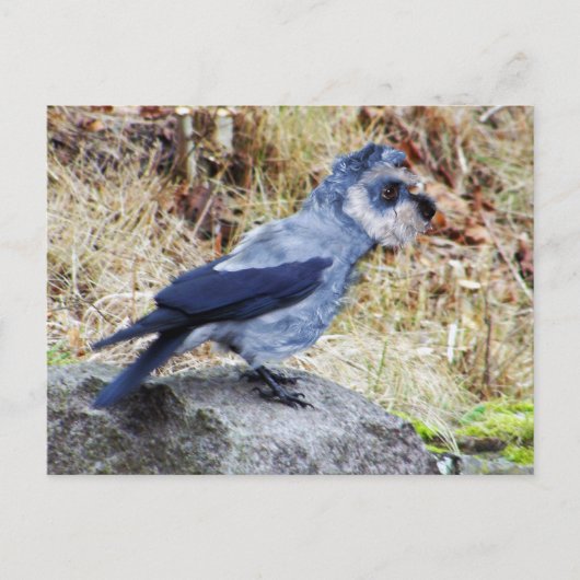 Crowschnauzer Postkarte (Vorderseite)