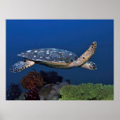 Cruising Hawksbill Poster (Vorne)