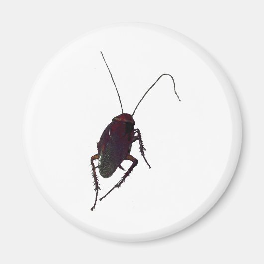 Crunchy Cockroach Magnet (Vorne)