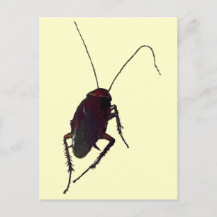Crunchy Cockroach Postkarte