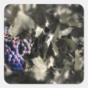 Crush in Tefft Keller Hauptweinhof Quadratischer Aufkleber