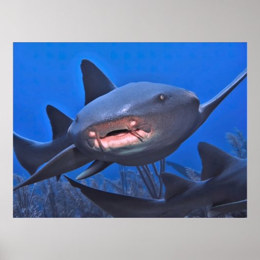Crusing Nurse Shark Poster (Vorne)