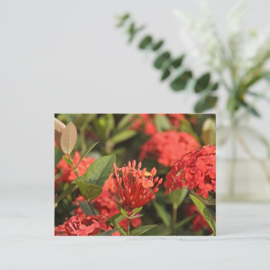 Cruz de Marta Postkarte (Stehend Vorderseite)