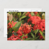 Cruz de Marta Postkarte (Vorne/Hinten)