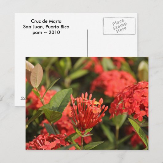 Cruz de Marta Postkarte (Vorne/Hinten)