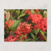 Cruz de Marta Postkarte (Vorderseite)