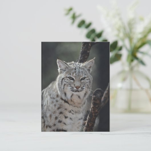 Crypta Bobcat Postkarte (Stehend Vorderseite)