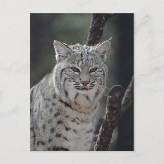 Crypta Bobcat Postkarte (Vorderseite)