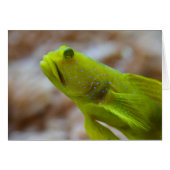 Cryptocentrus cinctus (Vorderseite (Horizontal))