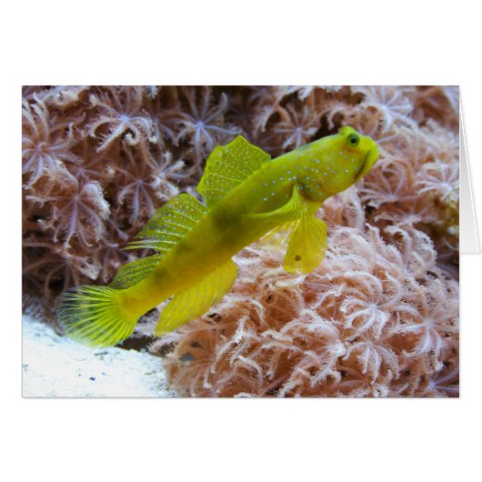 Cryptocentrus cinctus (Vorderseite (Horizontal))