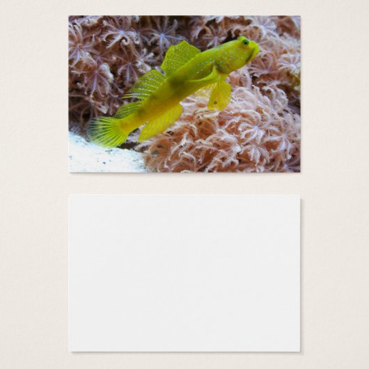 Cryptocentrus cinctus (Vorne & Hinten)