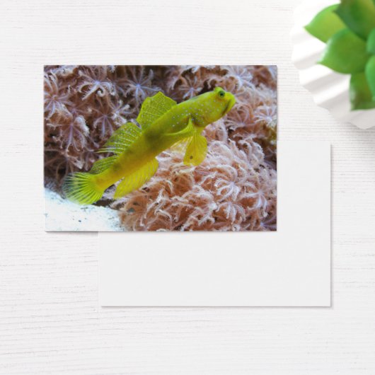 Cryptocentrus cinctus (Schreibtisch)