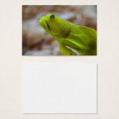 Cryptocentrus cinctus (Vorne & Hinten)