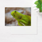 Cryptocentrus cinctus (Schreibtisch)