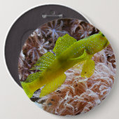 Cryptocentrus cinctus button (Vorne & Hinten)