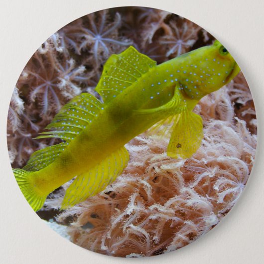 Cryptocentrus cinctus button (Vorderseite)