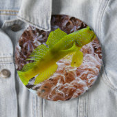 Cryptocentrus cinctus button (Beispiel)