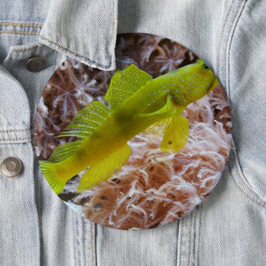 Cryptocentrus cinctus button (Beispiel)