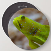 Cryptocentrus cinctus button (Vorne & Hinten)