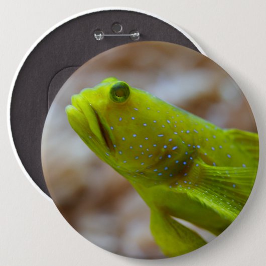 Cryptocentrus cinctus button (Vorne & Hinten)