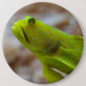 Cryptocentrus cinctus button (Vorderseite)