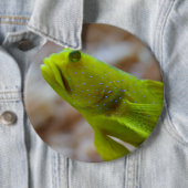 Cryptocentrus cinctus button (Beispiel)