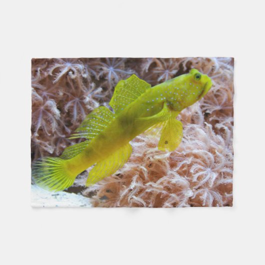 Cryptocentrus cinctus fleecedecke (Vorderseite (Horizontal))