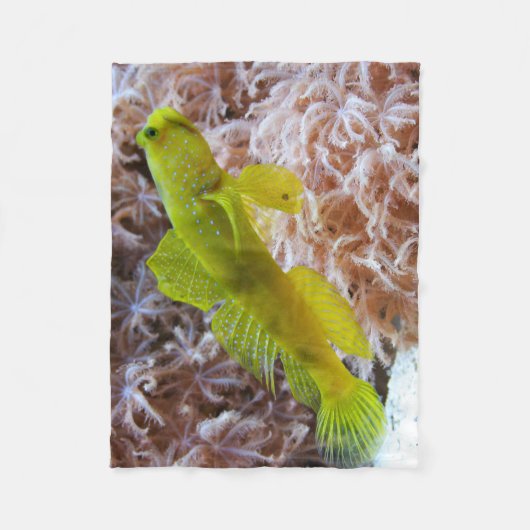 Cryptocentrus cinctus fleecedecke (Vorderseite)