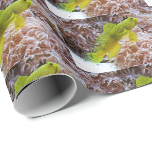 Cryptocentrus cinctus geschenkpapier (Rolleneckpunkt)